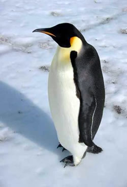 penguin.jpg